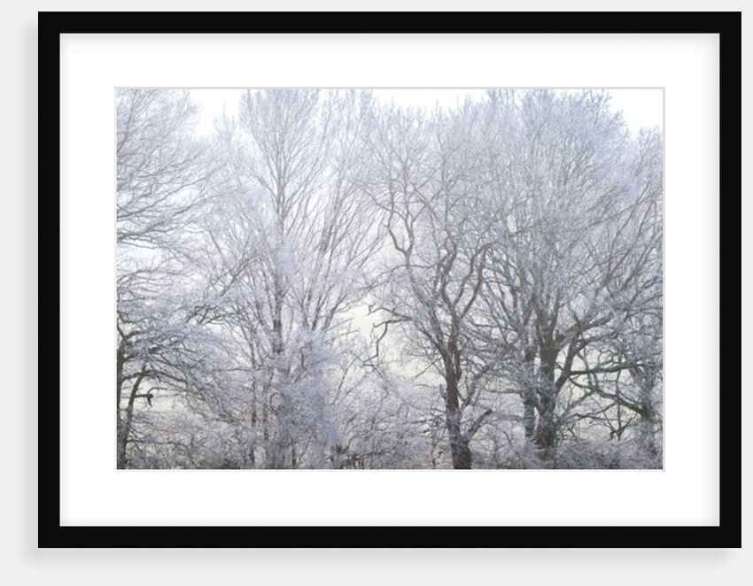 Misty forest by Assaf Frank